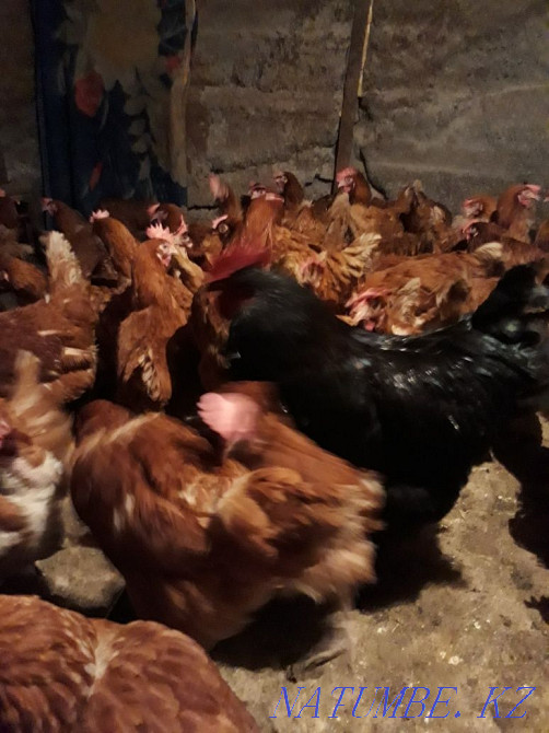 Sell laying hens  - photo 3