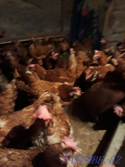 Sell laying hens  - photo 1