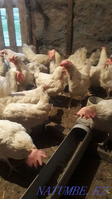 Sell laying hens  - photo 1
