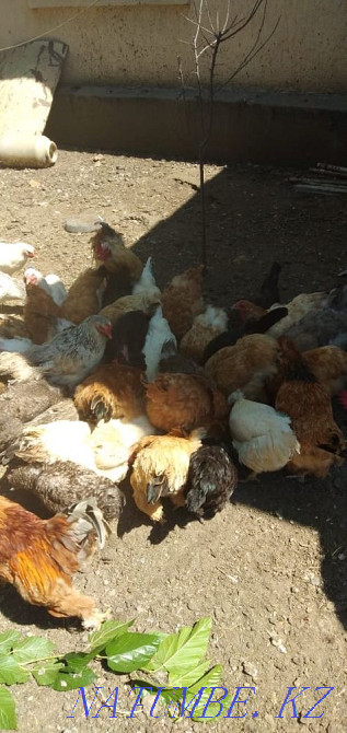 Бір жасар тауықтар сатылады  - изображение 2