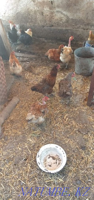 Бір жасар тауықтар сатылады  - изображение 1