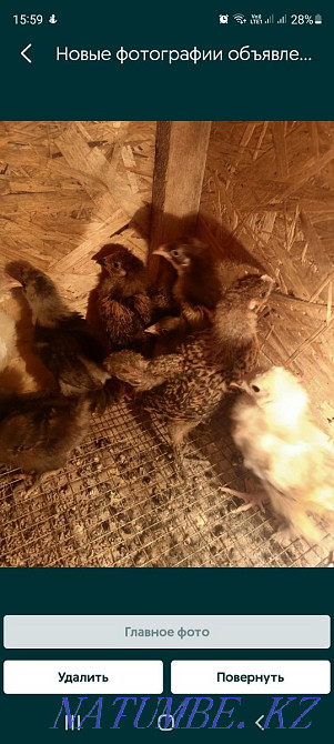 Продам цыплят от домашних кур  - изображение 2