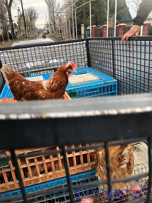 Laying hens Lohman Brown  - photo 2