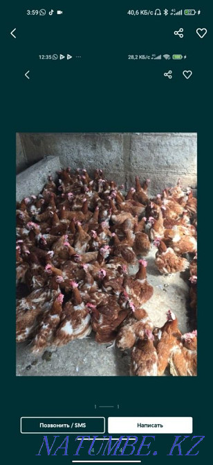 Laying hens Lohman Brown  - photo 3