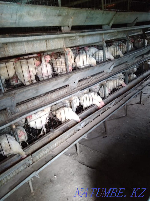 Leghorn laying hens  - photo 1