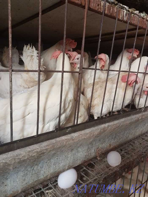 Sale!!! adult laying hens  - photo 1