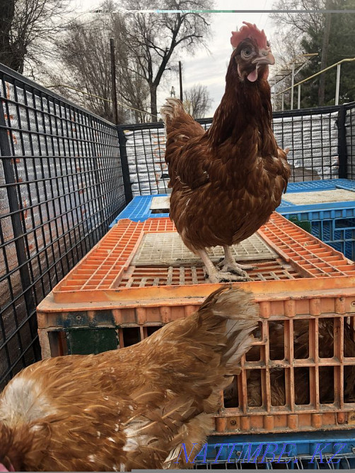 Broken brown chickens  - photo 1