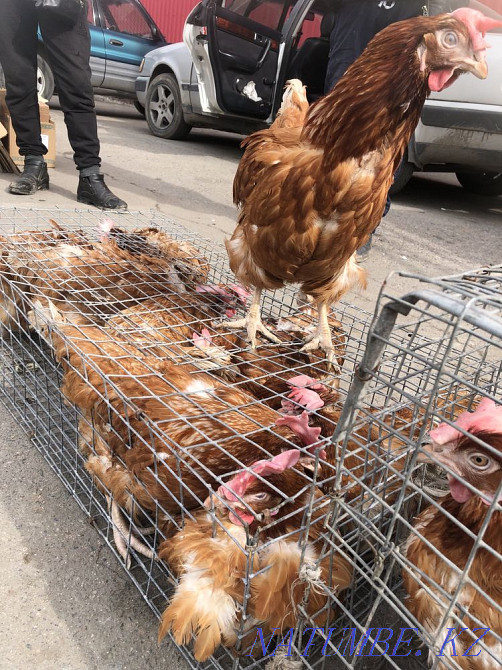 Laying hens  - photo 3