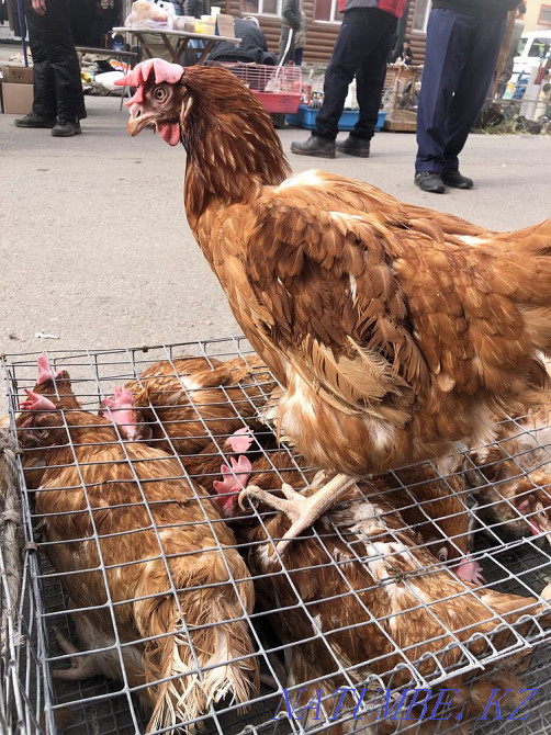 Laying hens  - photo 2
