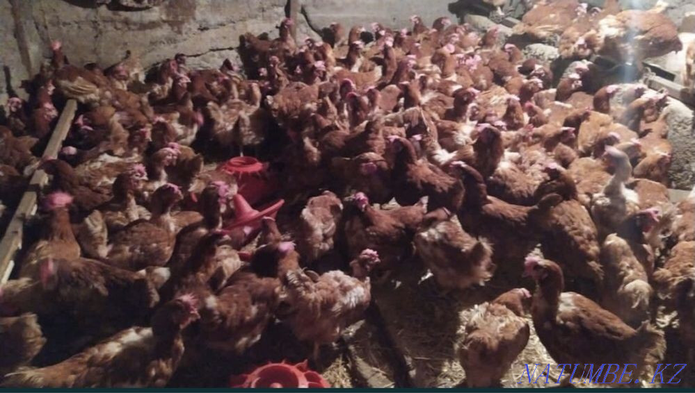 Chickens Lohman brown  - photo 2