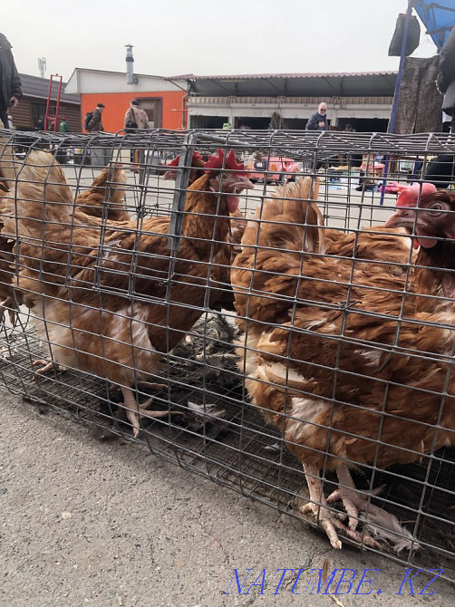 Chickens Lohman brown  - photo 1