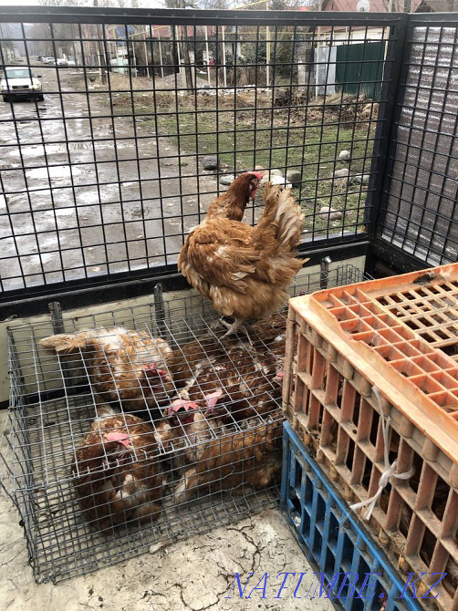 Laying hens broken  - photo 2