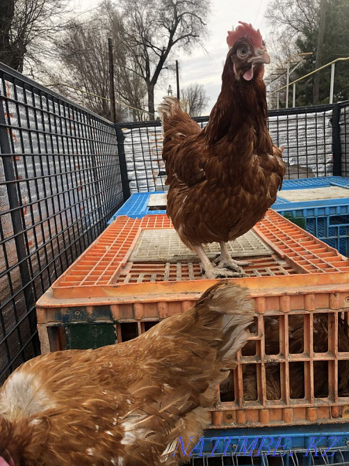 Laying hens broken  - photo 1