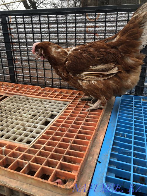 Laying hens broken  - photo 3