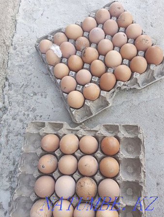 Laying hens broken brown  - photo 4