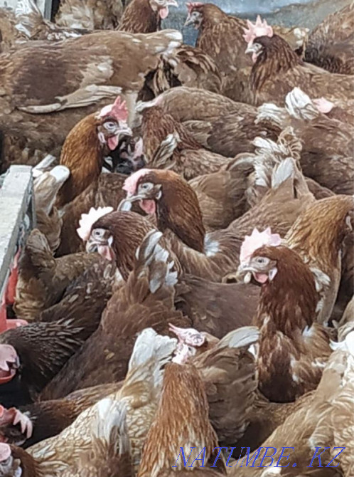 Hens Loman Brown  - photo 3