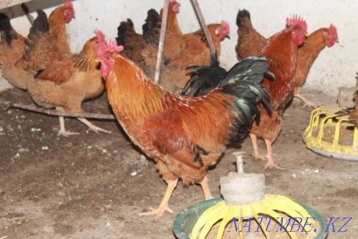 Purebred hens, roosters. Day-old chickens and older. Hatching egg.  - photo 3