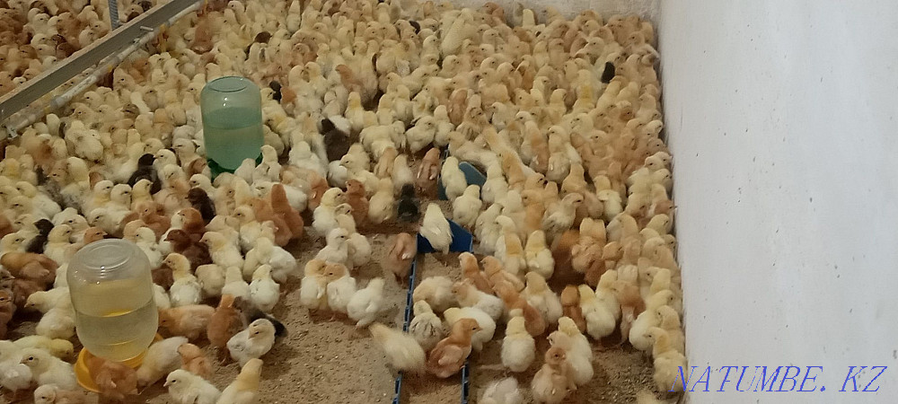 Laying chickens both in retail and wholesale chickens  - photo 1