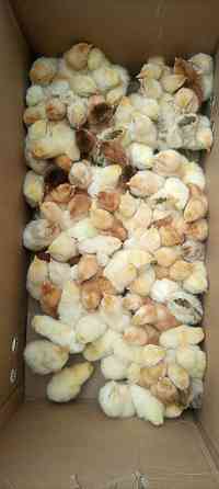 Цыплята несушки куры яйца ломан Браун ллллл коробка 