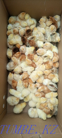 Цыплята несушки куры яйца ломан Браун ллллл коробка  - изображение 1