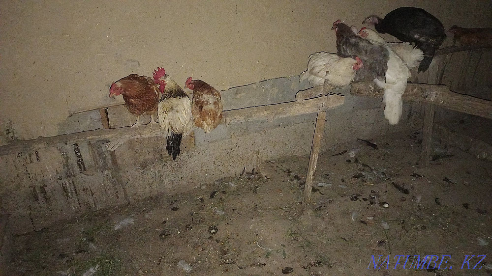 I will sell a rooster and hens and a turkey  - photo 2