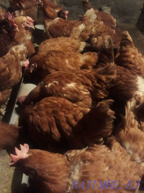 Sell laying hens  - photo 4