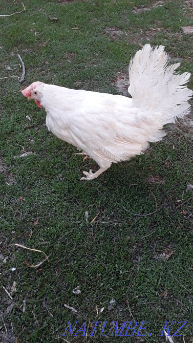 Sell laying hens  - photo 2