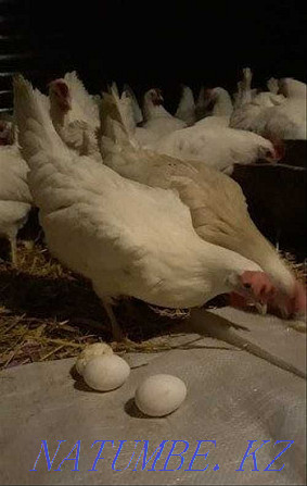 Laying hens. .  - photo 1