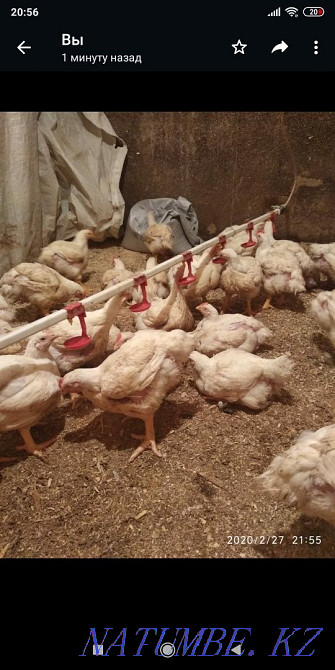 Domestic chickens broilers 1100 tg/kg  - photo 1