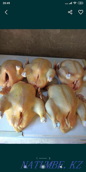 Domestic chickens broilers 1100 tg/kg  - photo 2