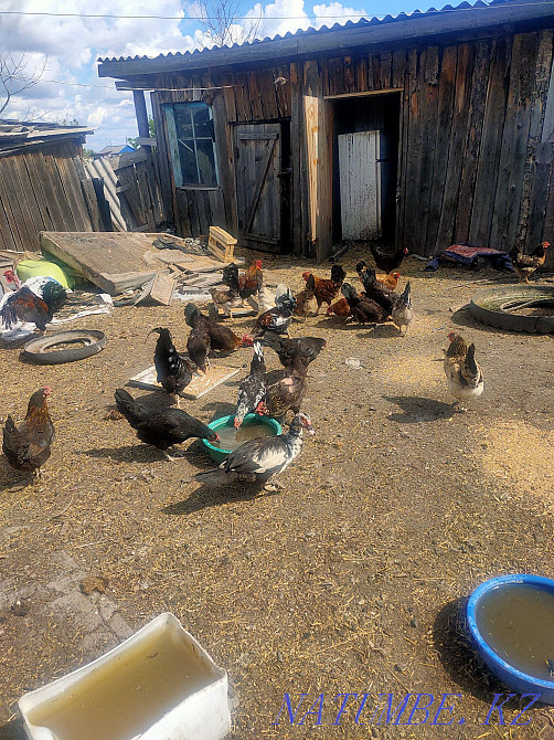 I will sell turkeys, chickens, roosters  - photo 1