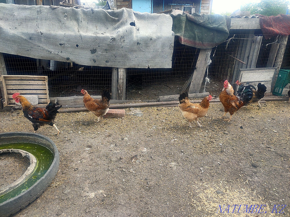 I will sell turkeys, chickens, roosters  - photo 4
