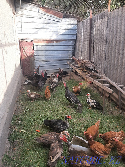 Selling chickens.  - photo 1