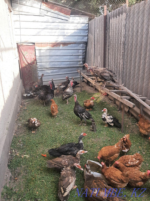 Selling chickens.  - photo 3