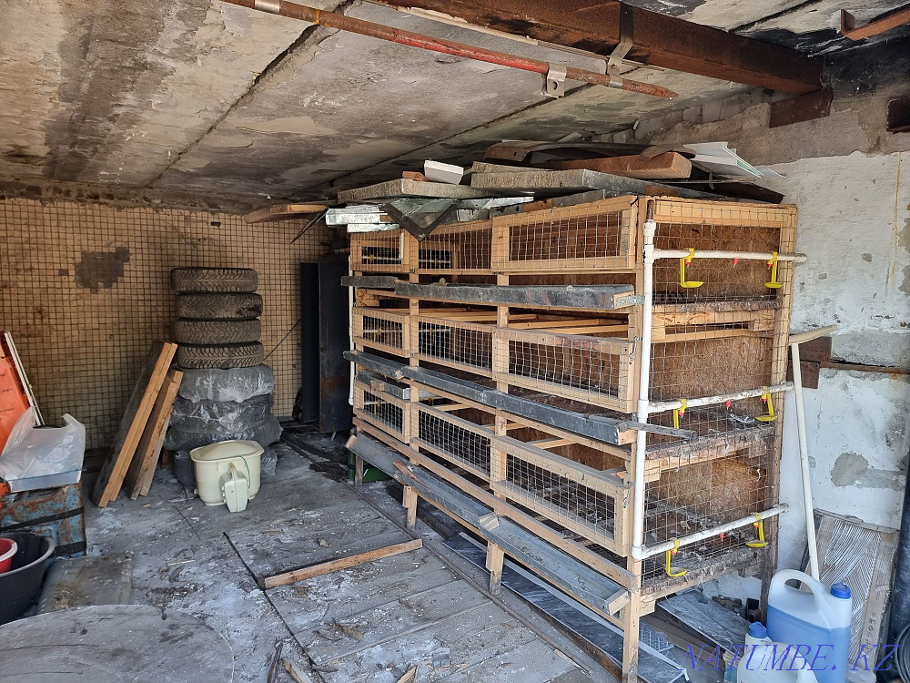 Cage for chickens or rabbits  - photo 1