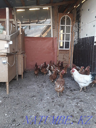 Sell laying hens  - photo 1