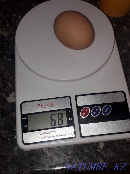 Жұмыртқа тауықтарын сатыңыз  - изображение 2