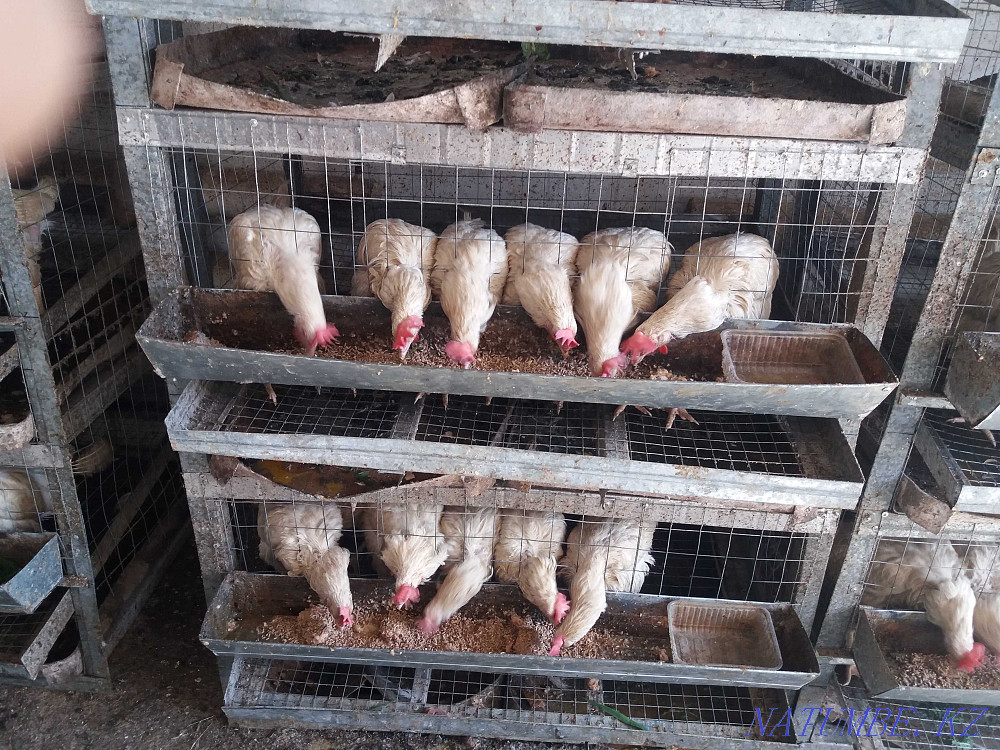 Sell cages for laying hens  - photo 1