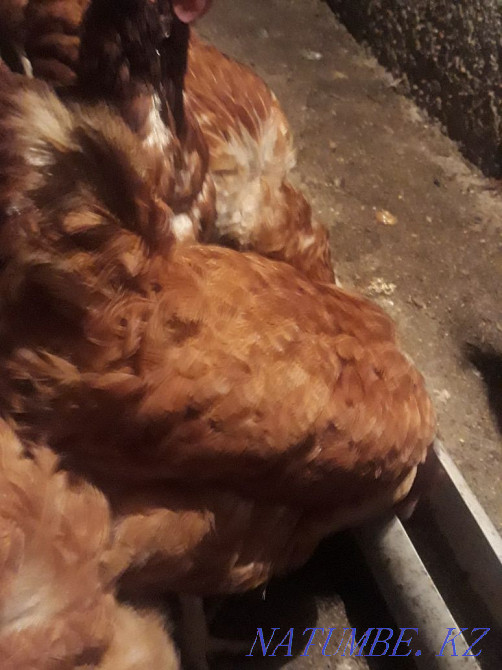 Жұмыртқа тауықтарын сатыңыз  - изображение 4