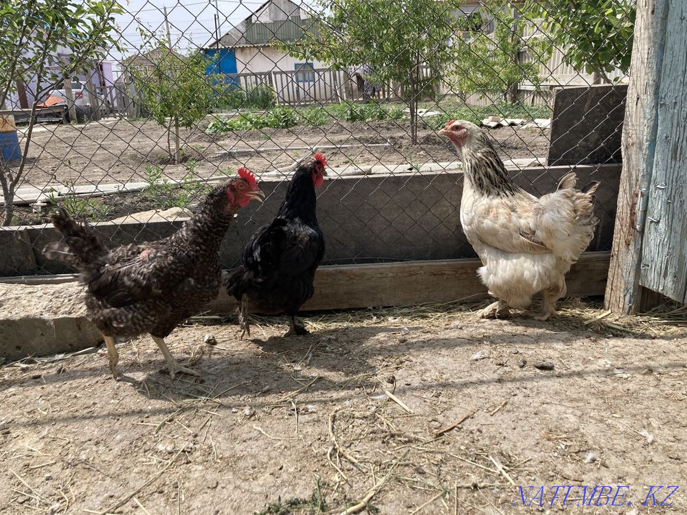 Tauyk. chickens  - photo 1