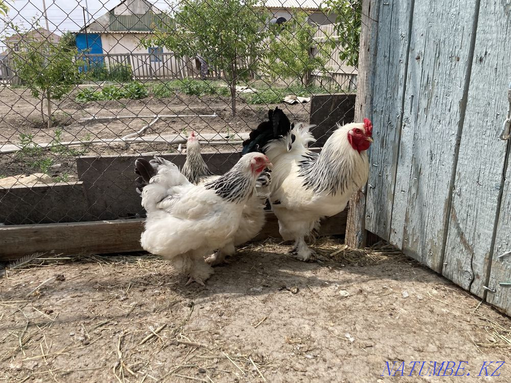Tauyk. chickens  - photo 2