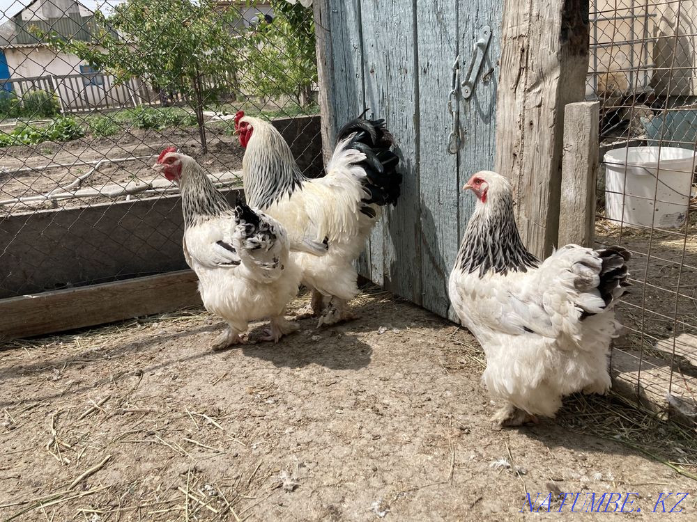 Tauyk. chickens  - photo 1