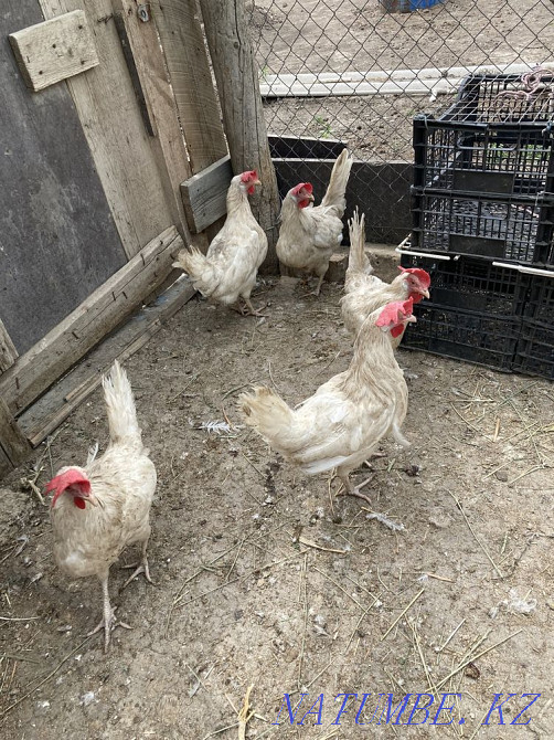 Tauyk. chickens  - photo 1