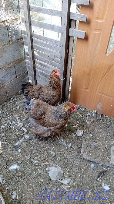 Bramo chickens for sale  - photo 2
