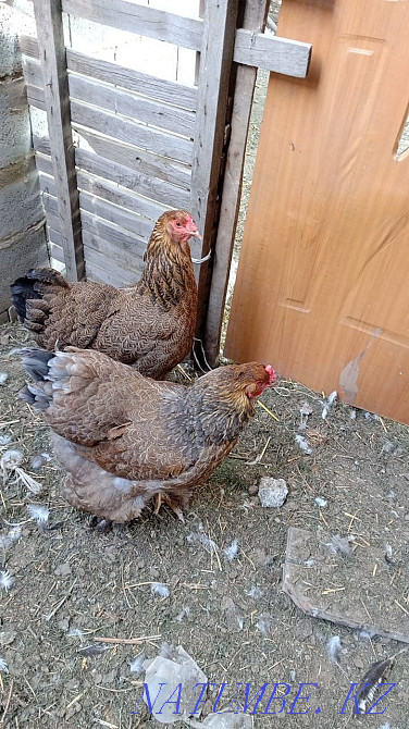 Bramo chickens for sale  - photo 1