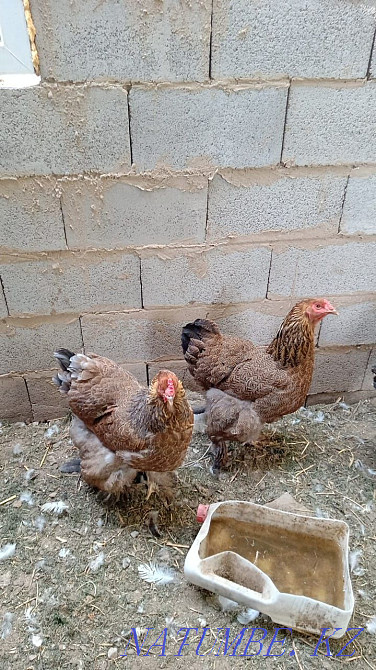 Bramo chickens for sale  - photo 3