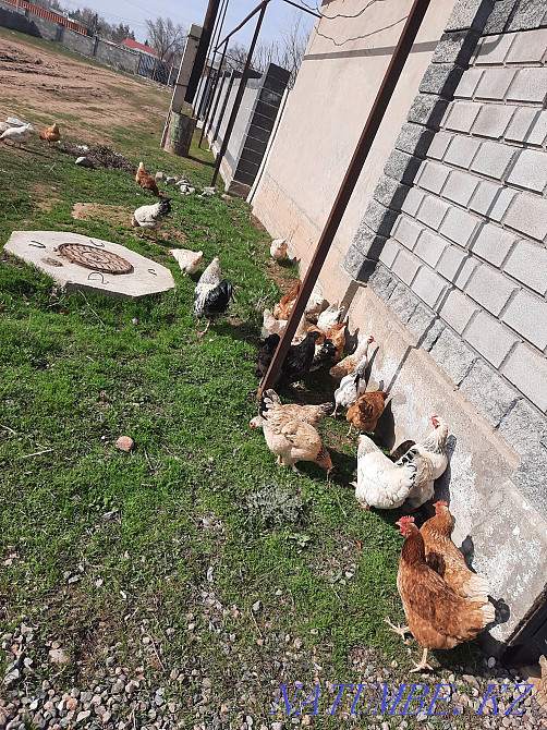 I will sell chickens 3500 tons.  - photo 2