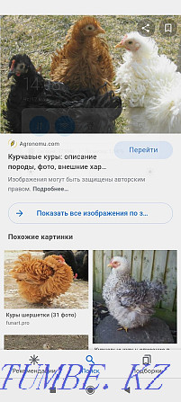 Цыплята от кудрявых кур(шершетки)  - изображение 2