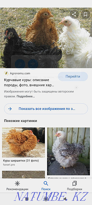 Chickens from curly hens  - photo 2