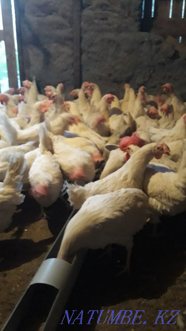 Sell laying hens  - photo 4